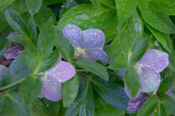 istock Hellebore flowers with water drops 1150531941