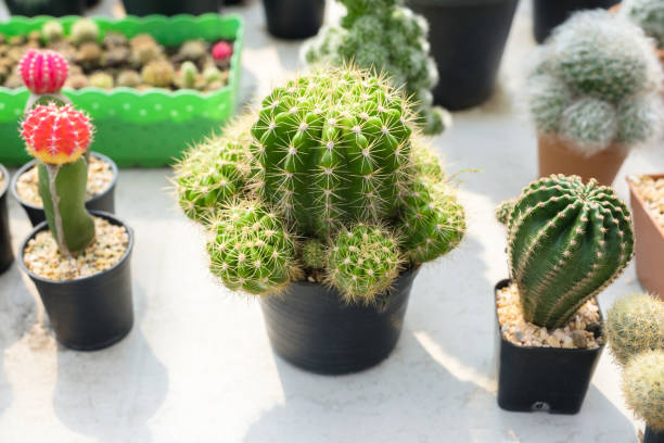 istock Cactus in House Plant 1150532060