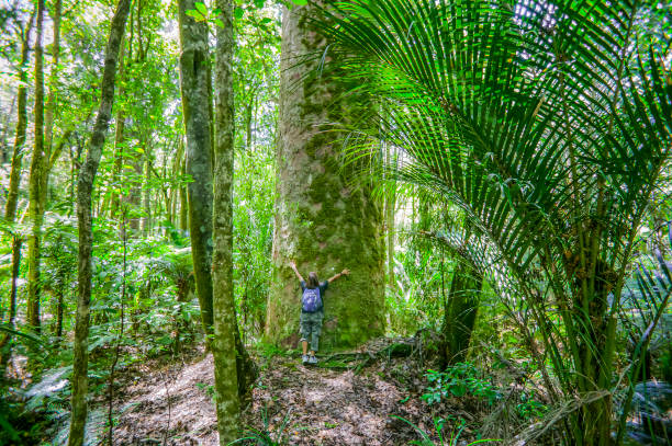 Kauri trees, New Zealand Tane mahuta, the most famous and oldest Kauri tree in waipoua Forest, Northland, New Zealand waipoua forest stock pictures, royalty-free photos & images