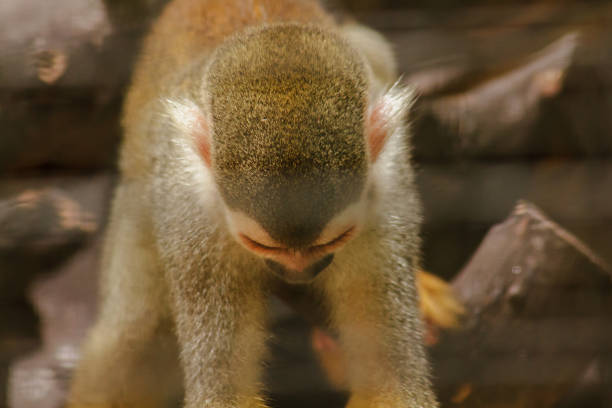 Saimiri sciureus in a cage is a small monkey found in South America.