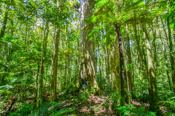 Kauri trees, New Zealand Tane mahuta, the most famous and oldest Kauri tree in waipoua Forest, Northland, New Zealand waipoua forest stock pictures, royalty-free photos & images