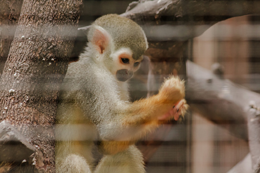 Saimiri sciureus in a cage is a small monkey found in South America.