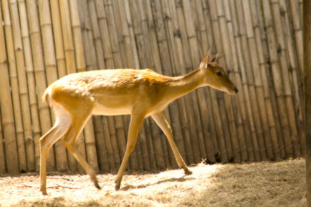 istock The deer is raised in the zoo. 1150533410
