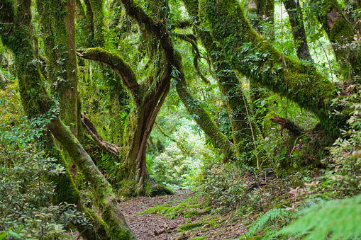 footpath through the rainforest near Mount Taranaki, New Zealand, North Island