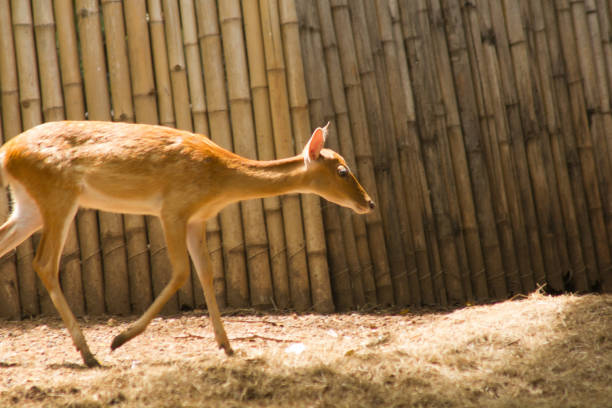 The deer is raised in the zoo. Which the deer is classified as a mammal Has a long, rough brown hair