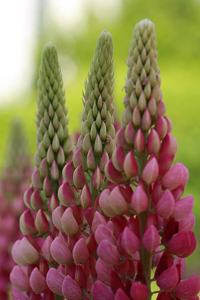 Lupins stock photo