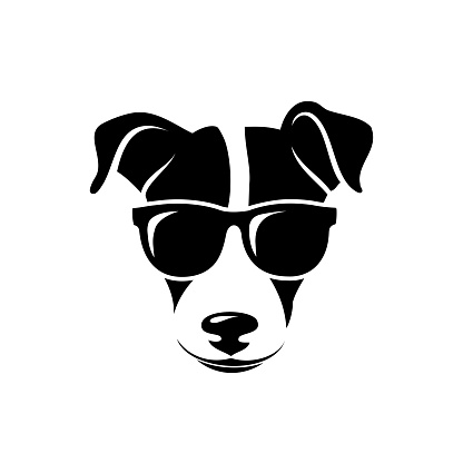 Jack Russell Terrier wearing sunglasses