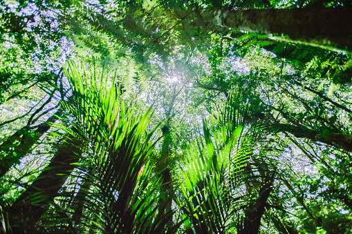 Kauri trees, New Zealand