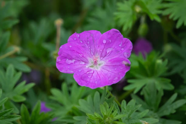 istock Bloody Geranium Flower in Bloom in Springtime 1150535222