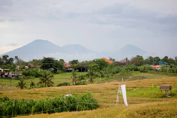 istock Mount Agung Bali with rice paddy field scenic view 1150535287