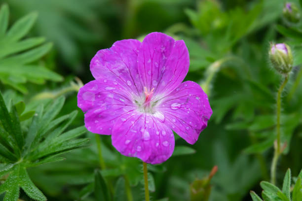 istock Bloody Geranium Flower in Bloom in Springtime 1150535312