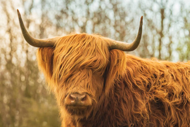 istock Highland cattle, Scottish cattle breed Bos taurus with big long horns 1150535385