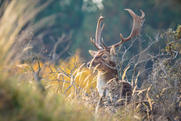 istock Fallow deer Dama Dama stag in Autumn 1150535389