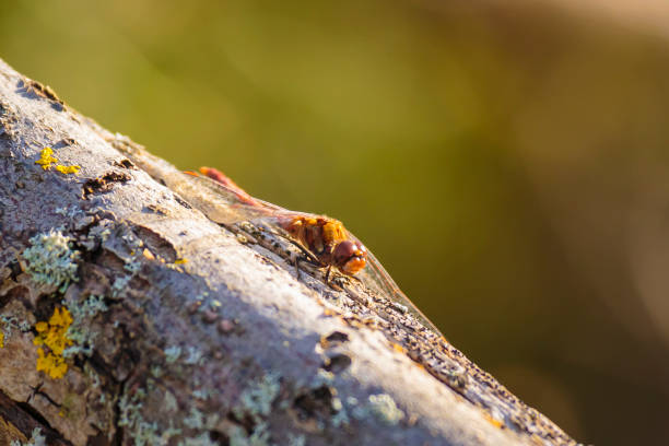 istock male Vagrant darter Sympetrum vulgatum 1150535394