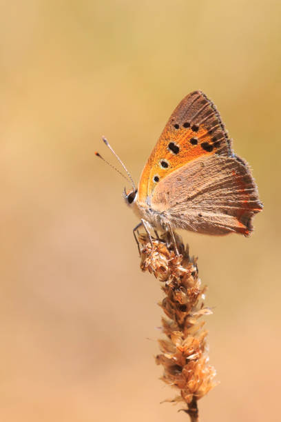 istock Small or common copper butterfly lycaena phlaeas closeup 1150535408