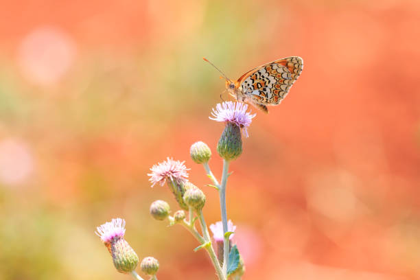 Closeup of a knapweed fritillary, Melitaea phoebe, butterfly resting and pollinating in bright sunlight.