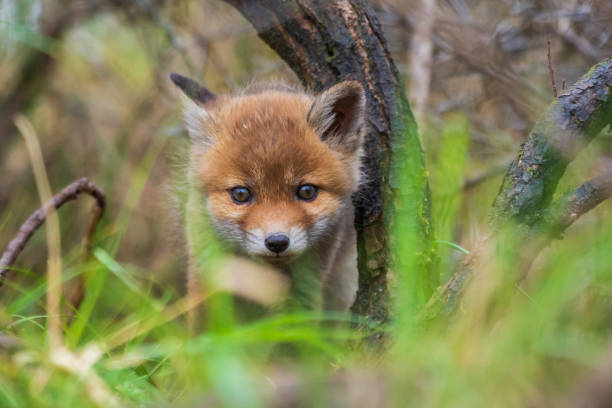 istock Wild baby red fox cub vulpes vulpes 1150535422