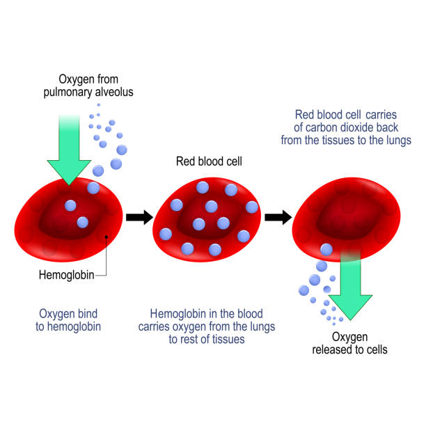 Respiration. Gas exchange in humans. Respiration. Gas exchange in humans. Path of Red Blood Cells: from Oxygen binding and hemoglobin in erythrocytes to oxygen released to cells. Vector illustration for educational, biological, medical, and scientific use red blood cell stock illustrations