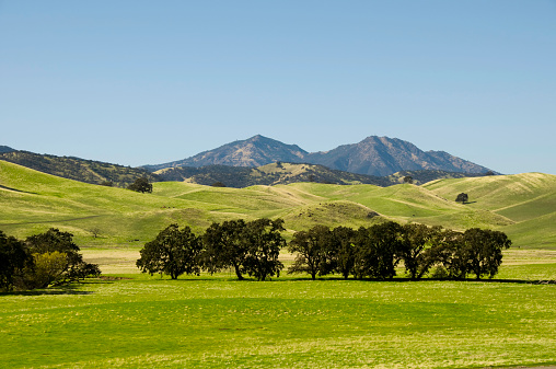 Oak trees in a field. Brentwood, California. USA. Mt. Diablo in the background.