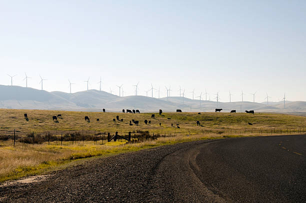 istock Country Road With Cattle And Windmills 115053655