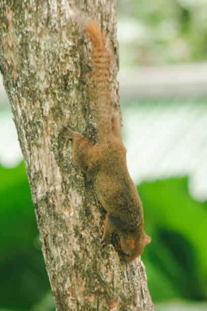 istock Squirrel is climbing trees Is an animal, 1150536559