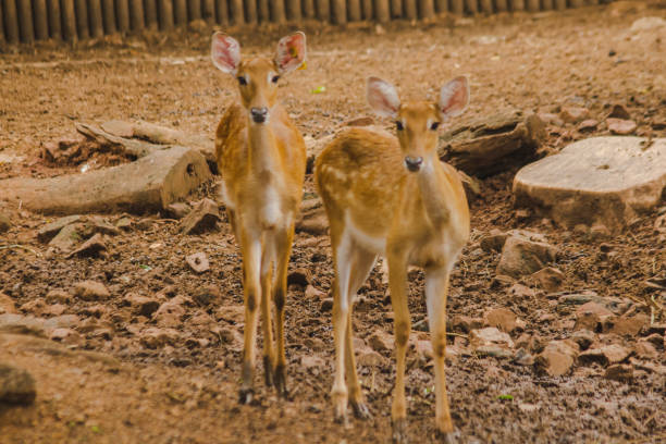 istock The deer is raised in the zoo. 1150536706