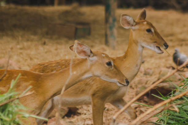 istock The deer is raised in the zoo. 1150536759