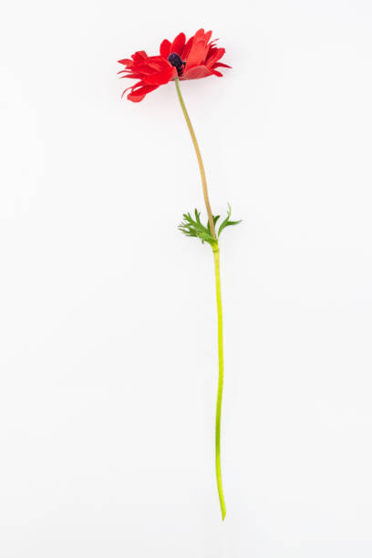 Studio photo of a red French anemone on white background.\n\nAlso known as anemone, it symbolizes protection against evil and ill wishes. The approach of a rain storm when the petals close up. Forsaken or forgotten love and affection.\n\nThe image can be used to compose floral pattern images. Check my portfolio for floral patterns and backgrounds.