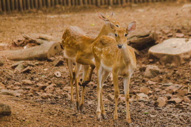 istock The deer is raised in the zoo. 1150537039