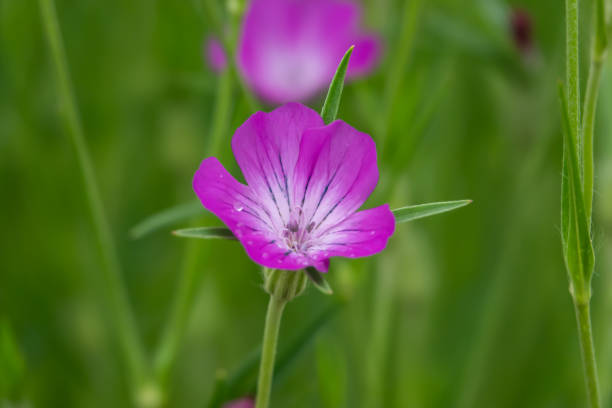 istock Corn Cockle Flower in Bloom in Springtime 1150537052