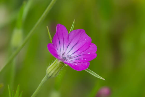 istock Corn Cockle Flower in Bloom in Springtime 1150537073