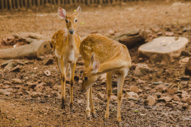 istock The deer is raised in the zoo. 1150537112