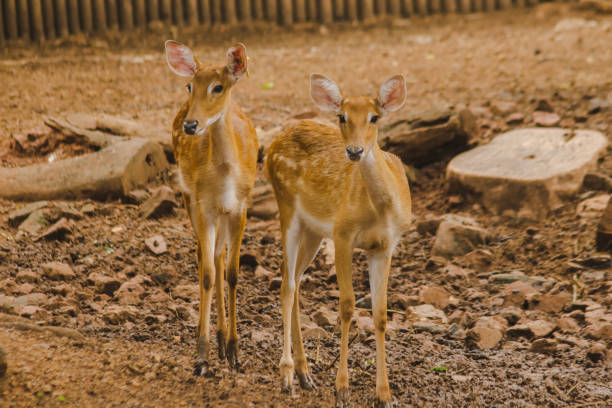 istock The deer is raised in the zoo. 1150537401