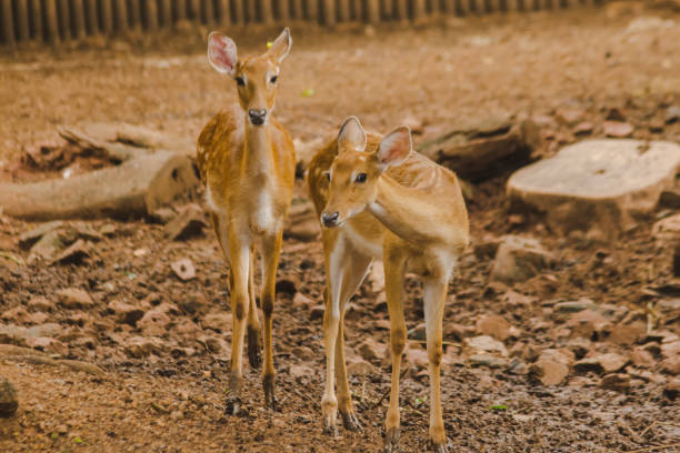 The deer is raised in the zoo.