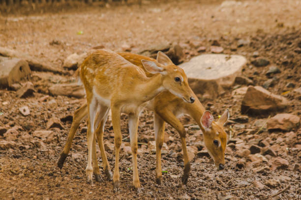 istock The deer is raised in the zoo. 1150537499