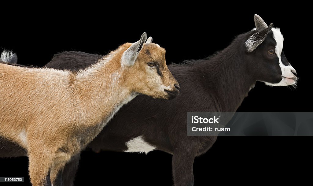 Zwei Ziegen - Lizenzfrei Domestizierte Tiere Stock-Foto