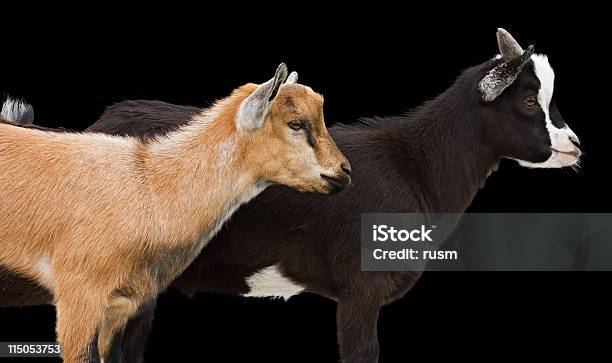 Duas Cabras - Fotografias de stock e mais imagens de Animal - Animal, Animal Doméstico, Cabelo Grisalho