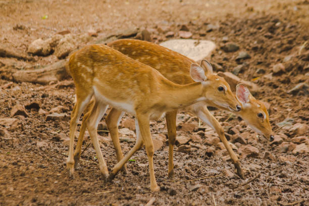 istock The deer is raised in the zoo. 1150538315