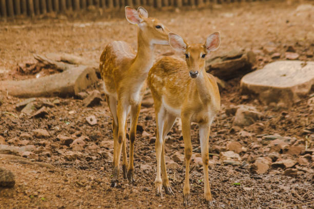 istock The deer is raised in the zoo. 1150538855