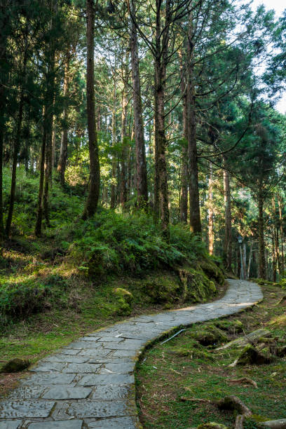 istock Stone stair in green forest 1150539144