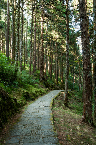 istock Stone stair in green forest 1150539826