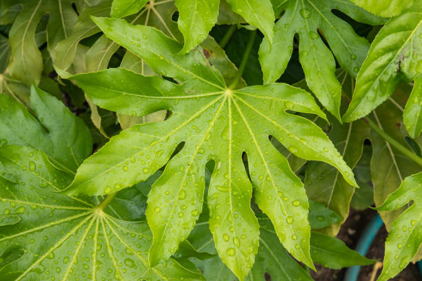 Paper plant (Fatsia japonica) leaves in springtime.