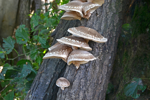 Shot on the shiitake mushrooms on the oak trunk.