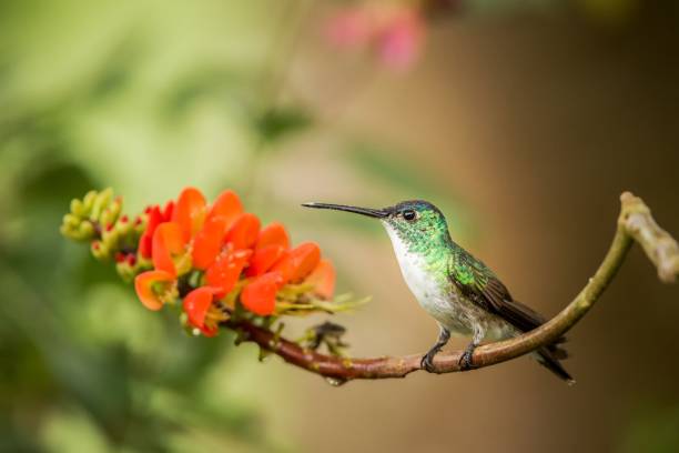 Andean emerald sitting on branch with orange flower, hummingbird from tropical forest sucking nectar from blossom,Colombia,bird perching,tiny beautiful bird resting on flower in garden,nature scene stock photo