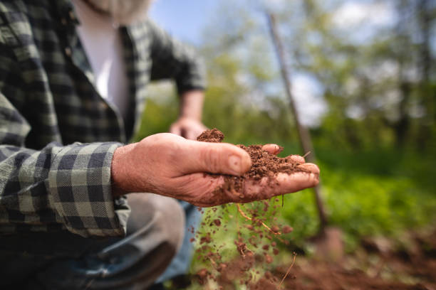 istock Fresh dirt on a hand of a senior farmer 1150541282
