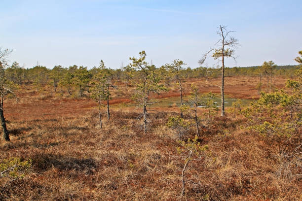 istock Great Kemeri Bog in Latvia 1150541890