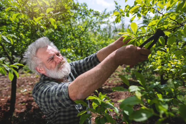 istock Bearded farmer in a plaid shirt pruning trees on a farm 1150541920