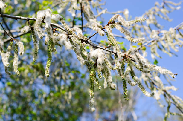 씨앗 - poplar tree 뉴스 사진 이미지