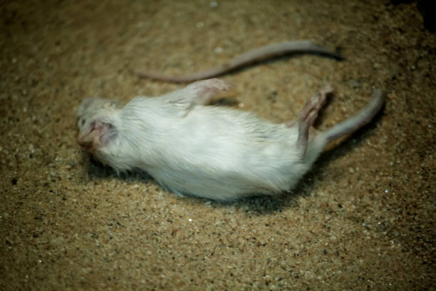 Dead Rats Missing Tail 270+ Snake Swallowing Tail Stock Photos, Pictures & Royalty-Free Images ...