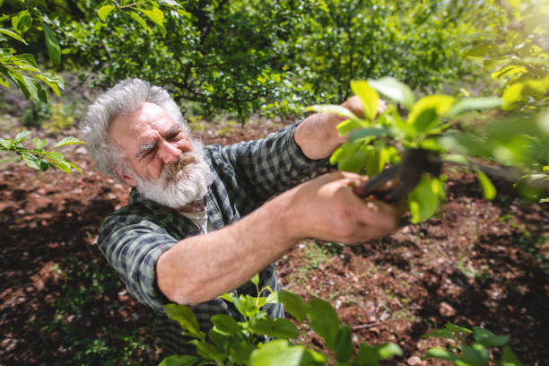 istock Hardworking farmer pruning fruits on his farm 1150543254